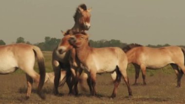 Przewalski's Horse, Equus Przewalskii Or Equus Ferus Przewalskii