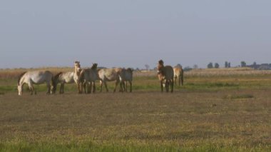 Wildlhorses, Przewalski's Horse, Hungary, Summer Season , Grazing