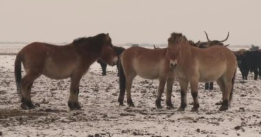 Wildlhorses, Przewalski's Horse, Hungary, Winter