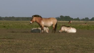 Wildlhorses, Przewalski's Horse, Hungary