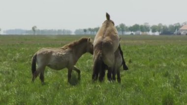 Wildlhorses, Przewalski's Horse Mating, Hungary