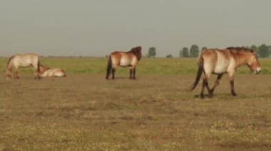 Wildlhorses, Przewalski's Horse, Hungary