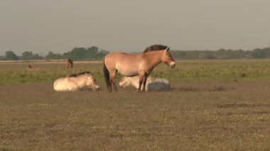 Przewalski Herd Grazes In Nature Reserve