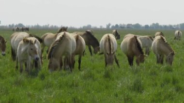 Wildlhorse, Przewalski's Horse Feeding (Equus Ferus)