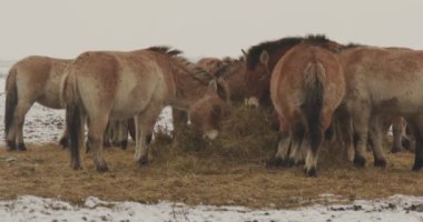 Przewalski's Horse, Equus Przewalskii Or Equus Ferus Przewalskii