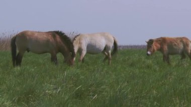 Przewalski's Horse, Wildhorse In The Lowland At Late Afternoon Hungary