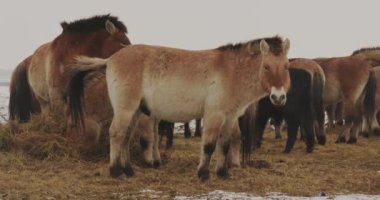 Wild horses, Przewalski's Horse, Hungary