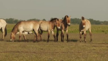 Wildhorse'ss, Przewalski's Horse, Hungary, Summer
