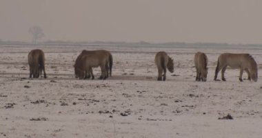 Wildlhorses, Przewalski's Horse, Hungary, Winter