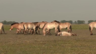 Wild horses, Przewalski's Horse, Hungary, Summer Season