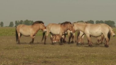 Przewalski's Horse, Wildhorse In The Lowland At Late Afternoon Hungary