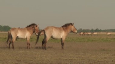 Wildlhorses, Przewalski's Horse, Hungary, Summer Season