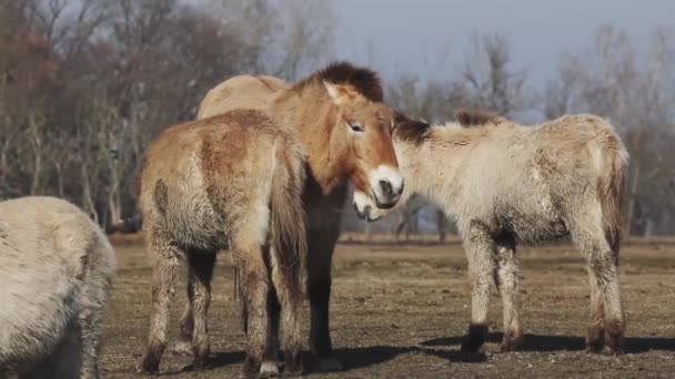 Przewalski Horse Wildhorse Lowland Late Afternoon Hungary — стокове відео