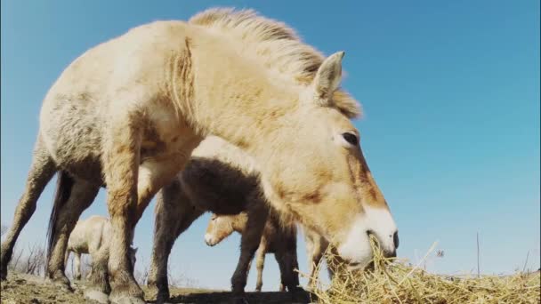 Wildlhorses Przewalski Horse Hungary Grazing — 图库视频影像