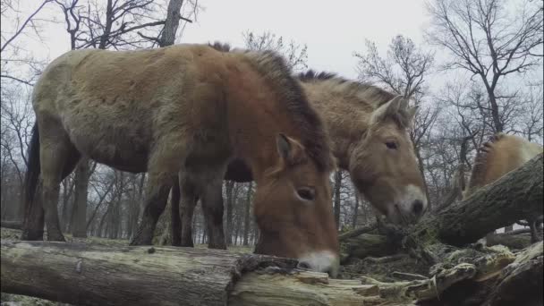 Wildlhorses Przewalski Horse Hungary Grazing — Stock video