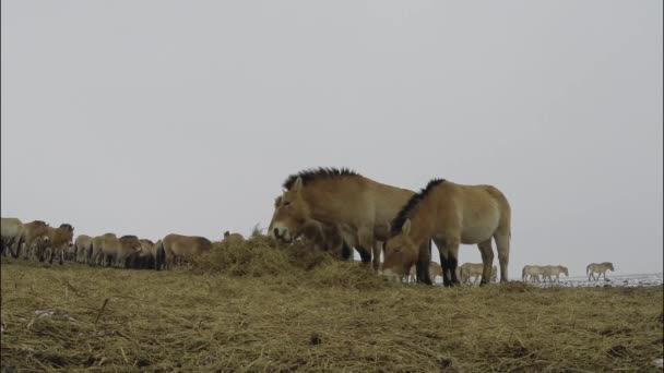 Wildlhorses Przewalski Horse Hungary Summer Season Grazing Nature Reserve — Vídeos de Stock