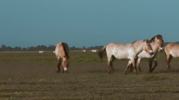 Wildlhorses Przewalski Horse Hungary — Stock Video