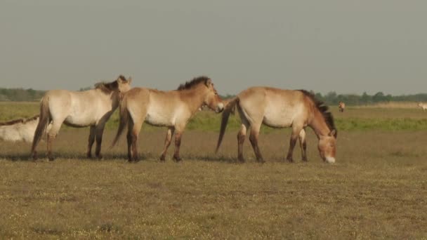 Wildlhorses Przewalskis Horse Hungary Summer Season Grazing — Stock Video