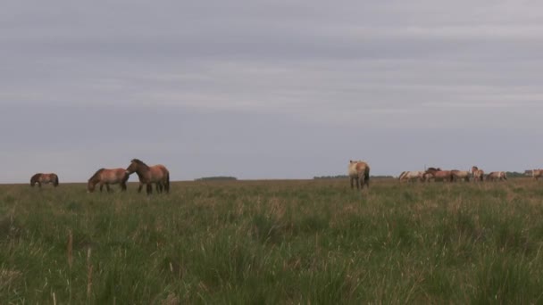 Wildlhorses Przewalski Horse Hungary Summer Season Grazing — Video
