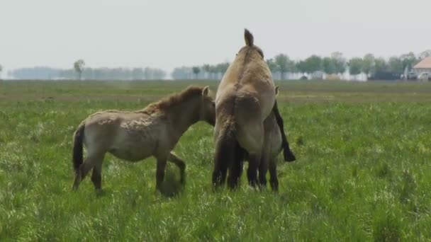 匈牙利Przewalski Horse Mating的野马 — 图库视频影像
