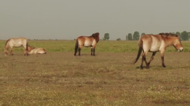 匈牙利Przewalski Horse的野马 — 图库视频影像