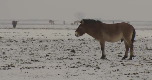 Wildlhorses Przewalski Horse Hungary Winter — Stock Video