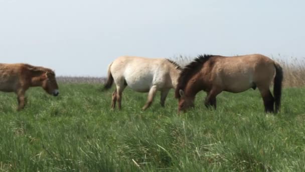 Przewalski的马 Equus Przewalskii或Equus Ferus Przewalskii — 图库视频影像