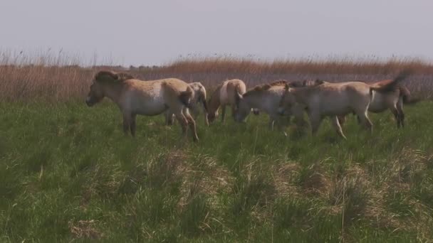 下午晚些时候匈牙利普日沃尔斯基的马 荒原野马 — 图库视频影像