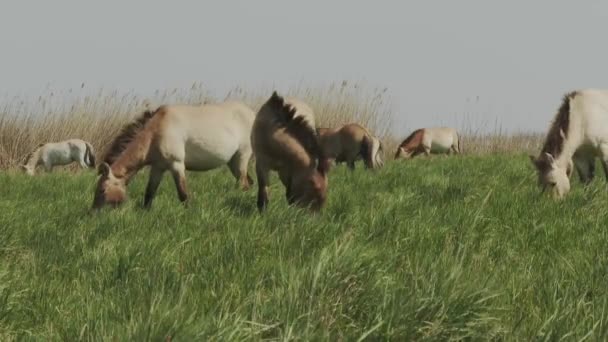 匈牙利Przewalski Horse的野马 — 图库视频影像