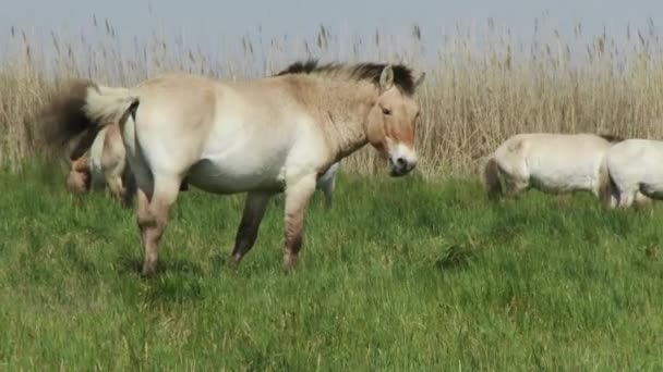 下午晚些时候匈牙利普日沃尔斯基的马 荒原野马 — 图库视频影像