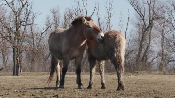 Three Przewalski Horses Wild Horses Horse Foal Венгрия — стоковое видео