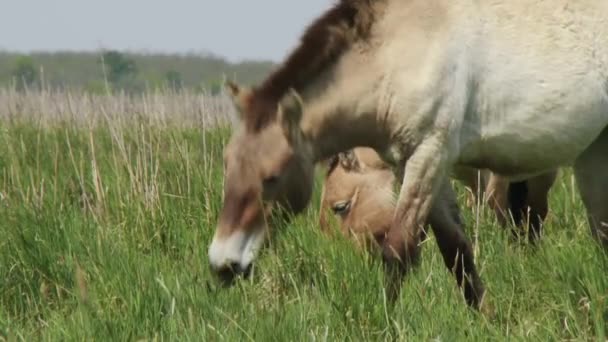 Przewalski的马喂养野马 Equus Ferus — 图库视频影像