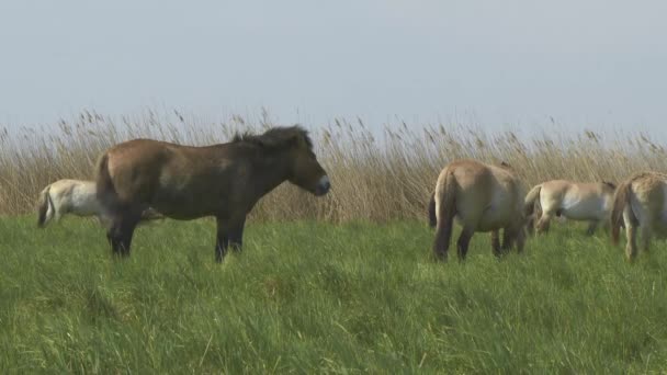 Wildlhorses Przewalski Horse Hungary Summer Season — Stock Video