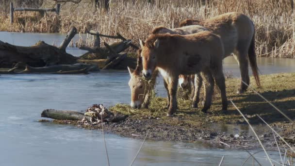 Wildlhorse Przewalski Horse Hungary — стокове відео