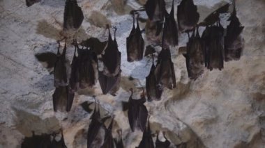 Groups of sleeping bats in the cave