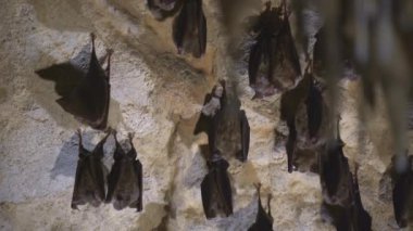 Group of bats hibernating in the cave