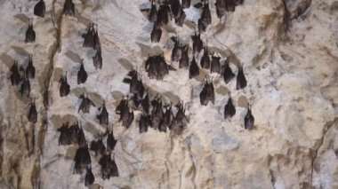 Group of bats hibernating in the cave
