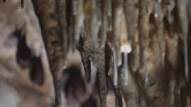 Close-up group of small sleeping horseshoe bats covered by wings, hanging upside down on top of a cold natural rock cave while hibernating. Wildlife photography