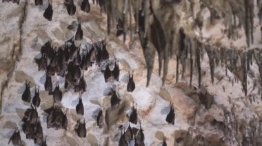 Close-up group of small sleeping horseshoe bats covered by wings, hanging upside down on top of a cold natural rock cave while hibernating. Wildlife photography