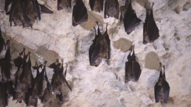 Group of bats hibernating in the cave