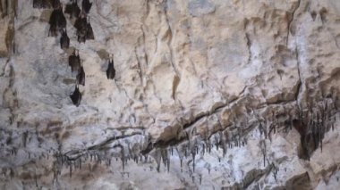 Group of bats hibernating in the cave
