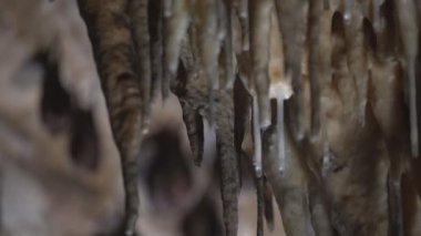 Close-up group of small sleeping horseshoe bats covered by wings, hanging upside down on top of a cold natural rock cave while hibernating. Wildlife photography