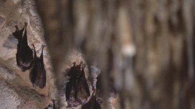 Close-up group of small sleeping horseshoe bats covered by wings, hanging upside down on top of a cold natural rock cave while hibernating. Wildlife photography
