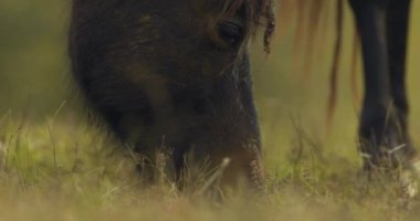 Herd of Hucul horses grazing in the morning, Close-up Image