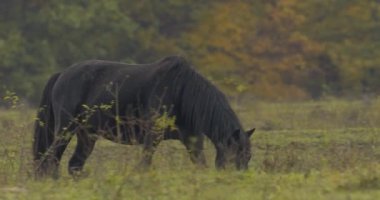 Hucul ponies also called Carpathian horse on a green meadow in Hungary