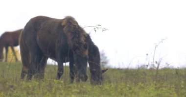 Hucul ponies also called Carpathian horses on a green meadow in Hungary