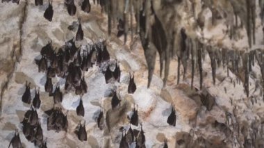 Close-up group of small sleeping horseshoe bats covered by wings, hanging upside down on top of a cold natural rock cave while hibernating. Wildlife photography