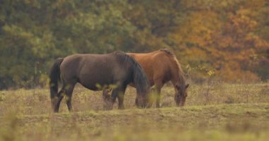 Hucul ponies also called Carpathian horse on a green meadow in Hungary