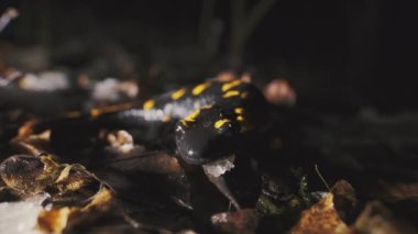 Reptile Fire Salamander among autumn yellow foliage. A rare animal in the Carpathian forests. 