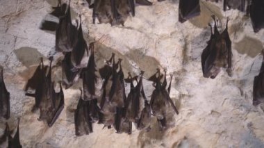 Group of bats hibernating in the cave